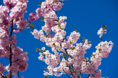 Parkta güzel kiraz çiçekleri var. Baharda çiçek açan pembe çiçeklerle dolu bir bahçe bahçesinde sakura ağacının yakın çekimi. Güneşli mavi gökyüzünde ağacın dalları. Çiçek desenli doku, duvar kağıdı