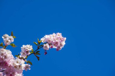 Parkta güzel kiraz çiçekleri var. Baharda çiçek açan pembe çiçeklerle dolu bir bahçe bahçesinde sakura ağacının yakın çekimi. Güneşli mavi gökyüzünde ağacın dalları. Çiçek desenli doku, duvar kağıdı