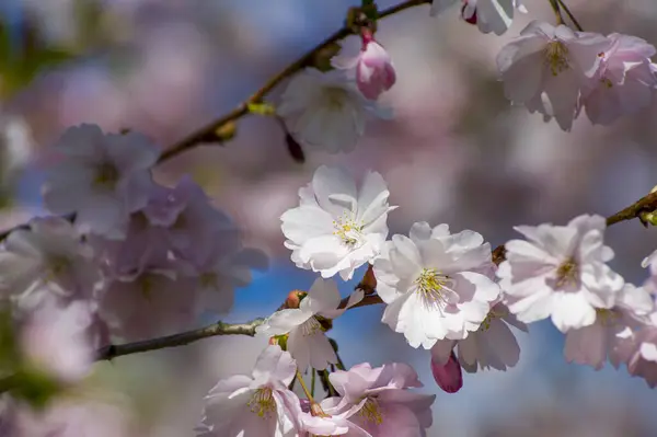 Beautiful Cherry Blossoms Park Close Sakura Tree Full Blooming Pink — Photo