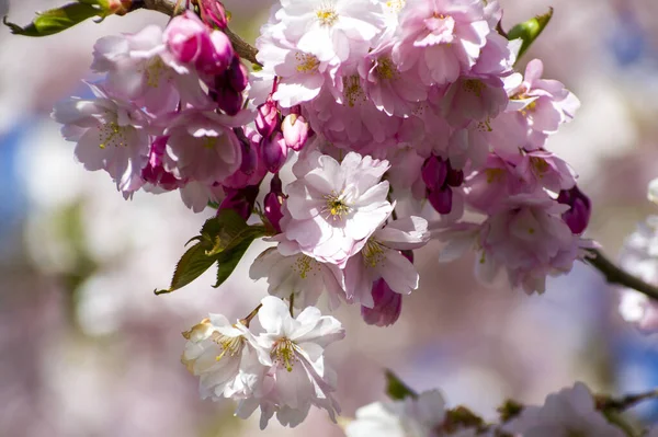 Beautiful Cherry Blossoms Park Close Sakura Tree Full Blooming Pink — Stockfoto