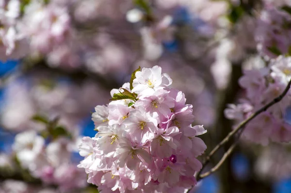 Schöne Kirschblüten Park Nahaufnahme Eines Sakura Baumes Voller Blühender Rosa — Stockfoto