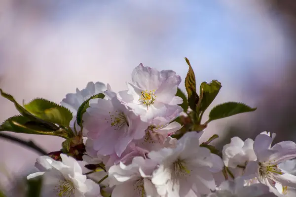 Beautiful Cherry Blossoms Park Close Sakura Tree Full Blooming Pink — Fotografia de Stock
