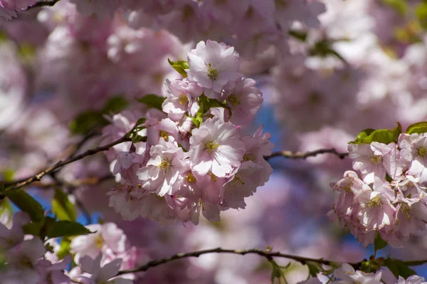 Parkta güzel kiraz çiçekleri var. Baharda çiçek açan pembe çiçeklerle dolu bir bahçe bahçesinde sakura ağacının yakın çekimi. Güneşli mavi gökyüzünde ağacın dalları. Çiçek desenli doku, duvar kağıdı
