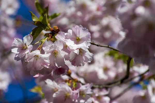 Beautiful Cherry Blossoms Park Close Sakura Tree Full Blooming Pink — Photo