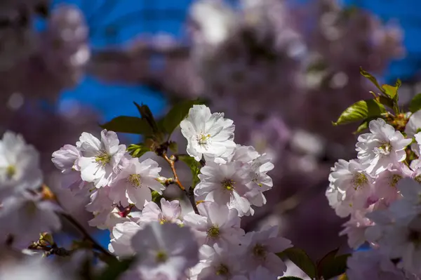 Parkta Güzel Kiraz Çiçekleri Var Baharda Çiçek Açan Pembe Çiçeklerle — Stok fotoğraf