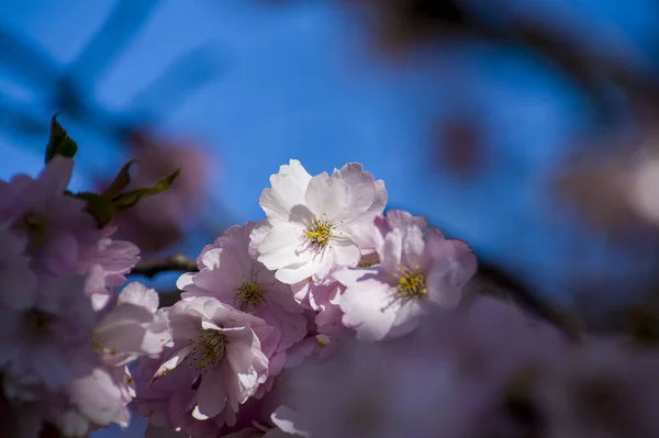 Красивые Цветы Вишни Парке Крупный План Сакуры Полной Цветущих Розовых — стоковое фото