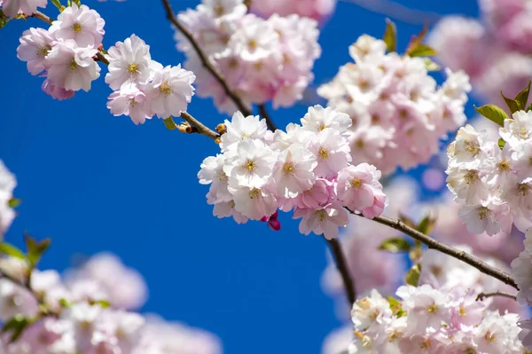 Schöne Kirschblüten Park Nahaufnahme Eines Sakura Baumes Voller Blühender Rosa — Stockfoto