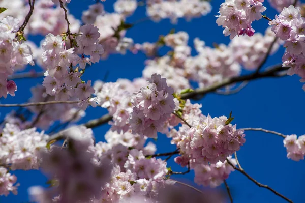Parkta güzel kiraz çiçekleri var. Baharda çiçek açan pembe çiçeklerle dolu bir bahçe bahçesinde sakura ağacının yakın çekimi. Güneşli mavi gökyüzünde ağacın dalları. Çiçek desenli doku, duvar kağıdı