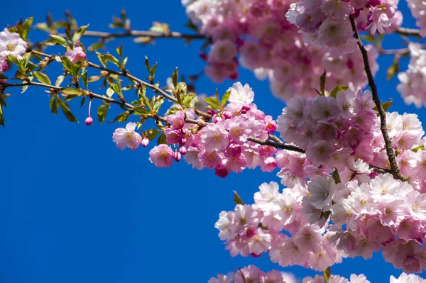 Parkta güzel kiraz çiçekleri var. Baharda çiçek açan pembe çiçeklerle dolu bir bahçe bahçesinde sakura ağacının yakın çekimi. Güneşli mavi gökyüzünde ağacın dalları. Çiçek desenli doku, duvar kağıdı
