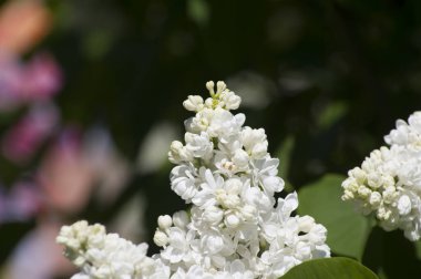 Mor, pembe, mavi, beyaz leylak dallarının yakın plan görüntüsü bulanık arka planda çiçek açar. Yaz zamanı bir buket narin çiçek. Yumuşak seçici odak ilkbahar yeşili çalılarda narin doğal çiçekler