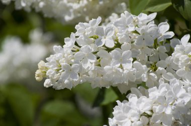 Mor, pembe, mavi, beyaz leylak dallarının yakın plan görüntüsü bulanık arka planda çiçek açar. Yaz zamanı bir buket narin çiçek. Yumuşak seçici odak ilkbahar yeşili çalılarda narin doğal çiçekler