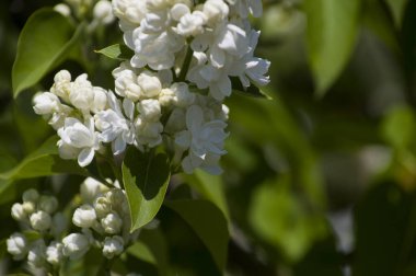 Mor, pembe, mavi, beyaz leylak dallarının yakın plan görüntüsü bulanık arka planda çiçek açar. Yaz zamanı bir buket narin çiçek. Yumuşak seçici odak ilkbahar yeşili çalılarda narin doğal çiçekler