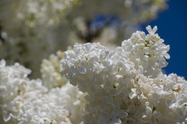 Mor, pembe, mavi, beyaz leylak dallarının yakın plan görüntüsü bulanık arka planda çiçek açar. Yaz zamanı bir buket narin çiçek. Yumuşak seçici odak ilkbahar yeşili çalılarda narin doğal çiçekler