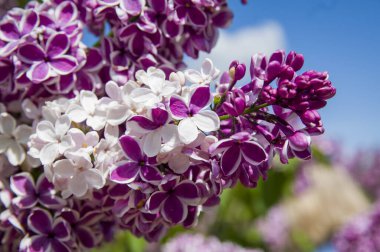 Mor, pembe, mavi, beyaz leylak dallarının yakın plan görüntüsü bulanık arka planda çiçek açar. Yaz zamanı bir buket narin çiçek. Yumuşak seçici odak ilkbahar yeşili çalılarda narin doğal çiçekler