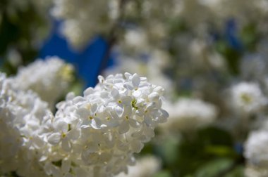 Mor, pembe, mavi, beyaz leylak dallarının yakın plan görüntüsü bulanık arka planda çiçek açar. Yaz zamanı bir buket narin çiçek. Yumuşak seçici odak ilkbahar yeşili çalılarda narin doğal çiçekler