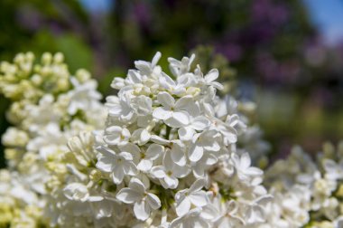Mor, pembe, mavi, beyaz leylak dallarının yakın plan görüntüsü bulanık arka planda çiçek açar. Yaz zamanı bir buket narin çiçek. Yumuşak seçici odak ilkbahar yeşili çalılarda narin doğal çiçekler