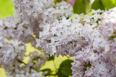Mor, pembe, mavi, beyaz leylak dallarının yakın plan görüntüsü bulanık arka planda çiçek açar. Yaz zamanı bir buket narin çiçek. Yumuşak seçici odak ilkbahar yeşili çalılarda narin doğal çiçekler
