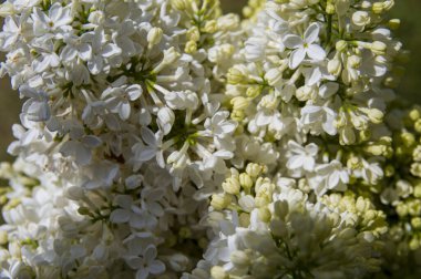 Mor, pembe, mavi, beyaz leylak dallarının yakın plan görüntüsü bulanık arka planda çiçek açar. Yaz zamanı bir buket narin çiçek. Yumuşak seçici odak ilkbahar yeşili çalılarda narin doğal çiçekler