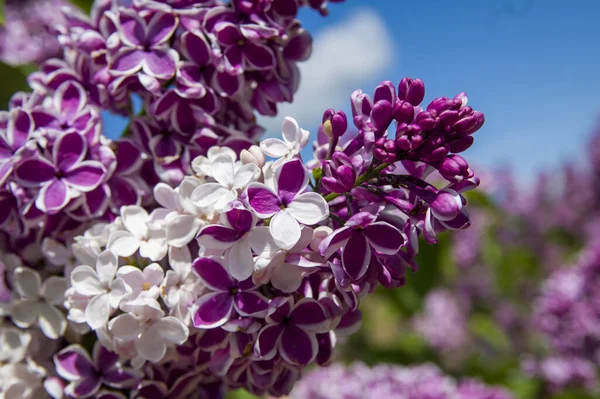 Mor, pembe, mavi, beyaz leylak dallarının yakın plan görüntüsü bulanık arka planda çiçek açar. Yaz zamanı bir buket narin çiçek. Yumuşak seçici odak ilkbahar yeşili çalılarda narin doğal çiçekler
