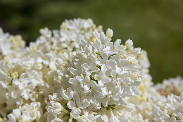 Mor, pembe, mavi, beyaz leylak dallarının yakın plan görüntüsü bulanık arka planda çiçek açar. Yaz zamanı bir buket narin çiçek. Yumuşak seçici odak ilkbahar yeşili çalılarda narin doğal çiçekler