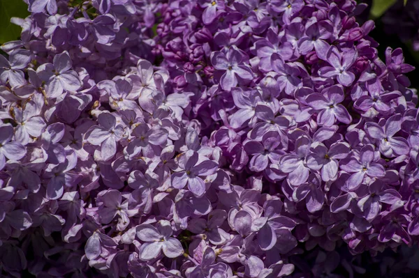 Крупный План Больших Фиолетовых Розовых Синих Белых Лиловых Ветвей Расцветает — стоковое фото