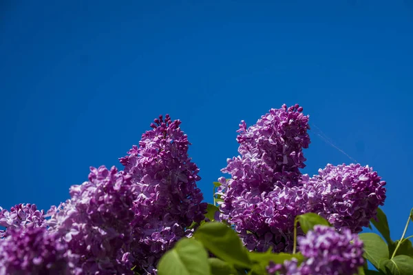 보라색 분홍색 파란색 라일락 나무의 위에서 피어난다 여름에는 부드럽고 꽃다발을 — 스톡 사진