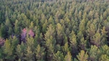 Yeşil çam ormanlarının ve huş ağaçlarının, altın ağaçların güzel dokusuna sahip insansız hava görüntüsü. İlkbaharda gün doğumu, gün batımı. Altın çağda ağaçların arasından doğan güneş ışınları