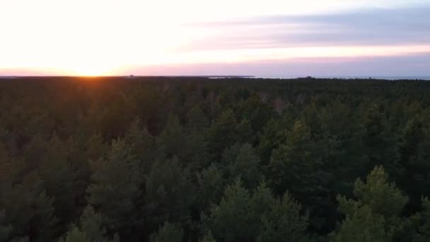 Tembakan Udara Drone Hutan Pinus Hijau Dan Musim Semi Hutan — Stok Video