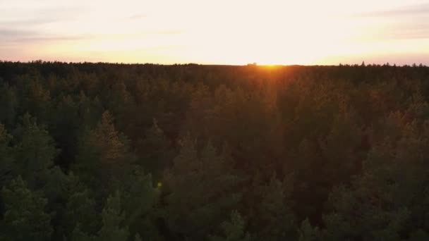 Drone Tiro Aéreo Florestas Pinheiros Verdes Bosques Vidoeiro Primavera Com — Vídeo de Stock