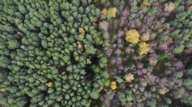 Yeşil çam ormanlarının ve huş ağaçlarının, altın ağaçların güzel dokusuna sahip insansız hava görüntüsü. İlkbaharda gün doğumu, gün batımı. Altın çağda ağaçların arasından doğan güneş ışınları