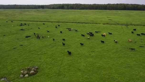 Dron Lítá Mezi Různými Hnědými Bílými Mustangy Krávami Pobíhajícími Louce — Stock video