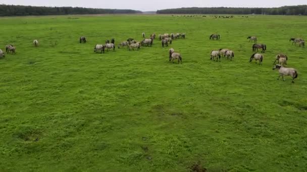 Drone Voando Redor Entre Vários Mustangs Brancos Marrons Vacas Que — Vídeo de Stock
