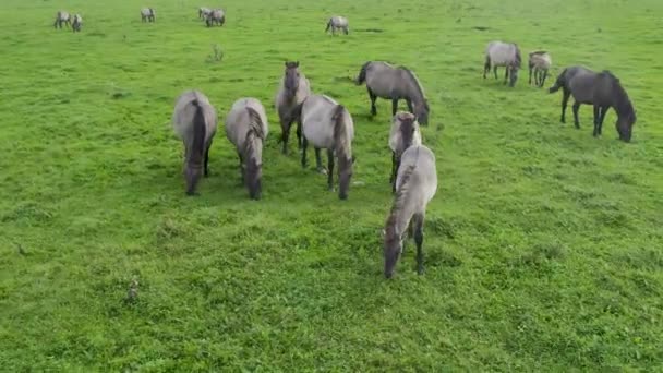 Drone Volando Entre Varios Mustangs Blancos Marrones Vacas Corriendo Prado — Vídeo de stock