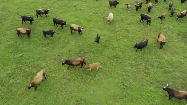 Drone Volando Entre Varios Mustangs Blancos Marrones Vacas Corriendo Prado — Vídeo de stock