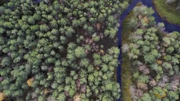 Zdjęcia Lotnicze Dronów Zielonych Lasów Sosnowych Gajów Brzozowych Piękną Fakturą — Wideo stockowe