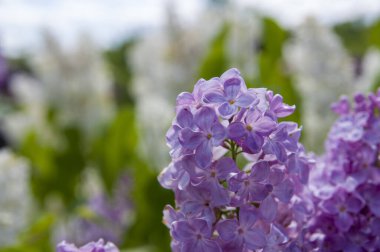 Mor, pembe, mavi, beyaz leylak dallarının yakın plan görüntüsü bulanık arka planda çiçek açar. Yaz zamanı bir buket narin çiçek. Yumuşak seçici odak ilkbahar yeşili çalılarda narin doğal çiçekler