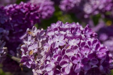 Mor, pembe, mavi, beyaz leylak dallarının yakın plan görüntüsü bulanık arka planda çiçek açar. Yaz zamanı bir buket narin çiçek. Yumuşak seçici odak ilkbahar yeşili çalılarda narin doğal çiçekler