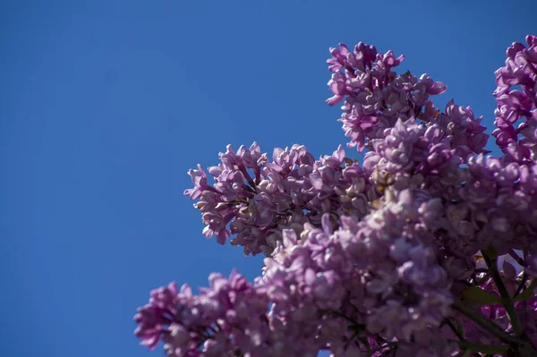 Közelkép Nagy Lila Rózsaszín Kék Fehér Orgona Virágzik Elmosódott Háttérrel — Stock Fotó