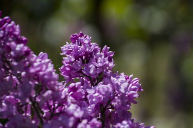 Mor, pembe, mavi, beyaz leylak dallarının yakın plan görüntüsü bulanık arka planda çiçek açar. Yaz zamanı bir buket narin çiçek. Yumuşak seçici odak ilkbahar yeşili çalılarda narin doğal çiçekler
