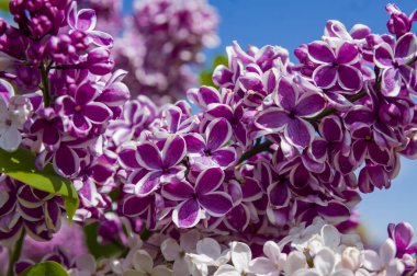 Mor, pembe, mavi, beyaz leylak dallarının yakın plan görüntüsü bulanık arka planda çiçek açar. Yaz zamanı bir buket narin çiçek. Yumuşak seçici odak ilkbahar yeşili çalılarda narin doğal çiçekler