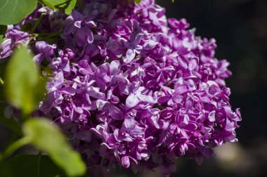 Mor, pembe, mavi, beyaz leylak dallarının yakın plan görüntüsü bulanık arka planda çiçek açar. Yaz zamanı bir buket narin çiçek. Yumuşak seçici odak ilkbahar yeşili çalılarda narin doğal çiçekler