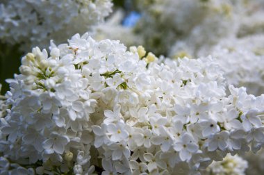 Mor, pembe, mavi, beyaz leylak dallarının yakın plan görüntüsü bulanık arka planda çiçek açar. Yaz zamanı bir buket narin çiçek. Yumuşak seçici odak ilkbahar yeşili çalılarda narin doğal çiçekler