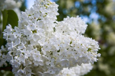 Mor, pembe, mavi, beyaz leylak dallarının yakın plan görüntüsü bulanık arka planda çiçek açar. Yaz zamanı bir buket narin çiçek. Yumuşak seçici odak ilkbahar yeşili çalılarda narin doğal çiçekler