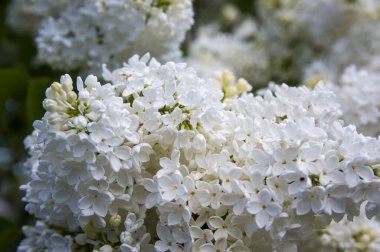 Mor, pembe, mavi, beyaz leylak dallarının yakın plan görüntüsü bulanık arka planda çiçek açar. Yaz zamanı bir buket narin çiçek. Yumuşak seçici odak ilkbahar yeşili çalılarda narin doğal çiçekler