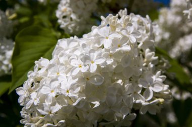 Mor, pembe, mavi, beyaz leylak dallarının yakın plan görüntüsü bulanık arka planda çiçek açar. Yaz zamanı bir buket narin çiçek. Yumuşak seçici odak ilkbahar yeşili çalılarda narin doğal çiçekler