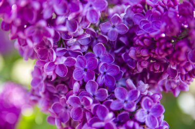 Mor, pembe, mavi, beyaz leylak dallarının yakın plan görüntüsü bulanık arka planda çiçek açar. Yaz zamanı bir buket narin çiçek. Yumuşak seçici odak ilkbahar yeşili çalılarda narin doğal çiçekler