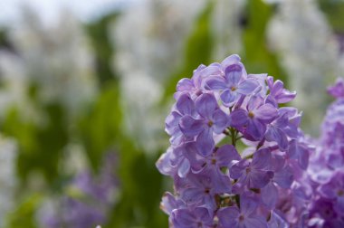 Mor, pembe, mavi, beyaz leylak dallarının yakın plan görüntüsü bulanık arka planda çiçek açar. Yaz zamanı bir buket narin çiçek. Yumuşak seçici odak ilkbahar yeşili çalılarda narin doğal çiçekler