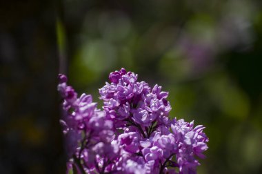 Mor, pembe, mavi, beyaz leylak dallarının yakın plan görüntüsü bulanık arka planda çiçek açar. Yaz zamanı bir buket narin çiçek. Yumuşak seçici odak ilkbahar yeşili çalılarda narin doğal çiçekler
