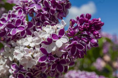Mor, pembe, mavi, beyaz leylak dallarının yakın plan görüntüsü bulanık arka planda çiçek açar. Yaz zamanı bir buket narin çiçek. Yumuşak seçici odak ilkbahar yeşili çalılarda narin doğal çiçekler