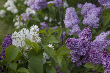 Mor, pembe, mavi, beyaz leylak dallarının yakın plan görüntüsü bulanık arka planda çiçek açar. Yaz zamanı bir buket narin çiçek. Yumuşak seçici odak ilkbahar yeşili çalılarda narin doğal çiçekler